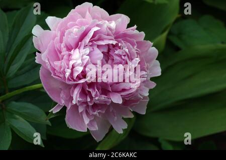 Eine rosafarbene Doppelknöchelblume schließt. Paeonia lactiflora Sarah Bernhardt. Stockfoto