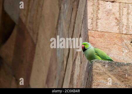 Indien, Delhi. Qutub Minar, um 1193. Indischer Ringhals-Sittich aka Rosenberingsittich (WILD: Psittacula krameri manillensis) Stockfoto