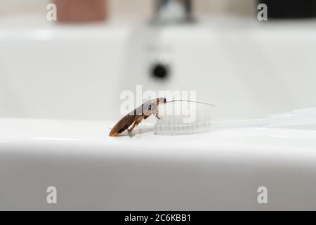 Kakerlake im Bad auf dem Waschbecken. Das Problem mit Insekten Stockfoto