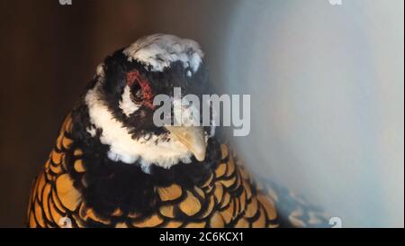 Taillenporträt von Reeve's Fasant (Syrmaticus reevesii, männlich) ist endemisch in immergrünen Wäldern von Zentral-und Ostchina. Stockfoto