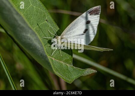 Kohlweißling Schmetterling Stockfoto