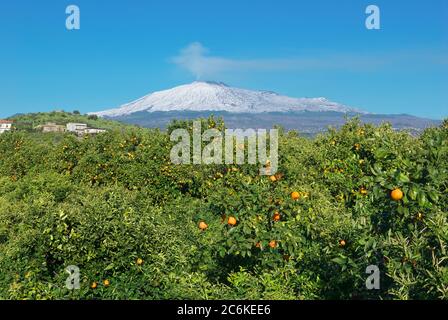 Ätna Vulkan und Orangenbäume Garten mit reifen Zitrusfrüchten, traditionelle Lebensmittel der Landwirtschaft Siziliens Stockfoto