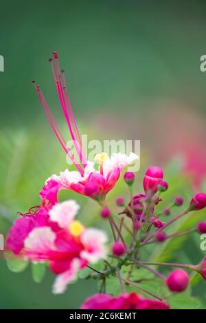 Nahaufnahme von wunderschönen tropischen rosa Blumen auf verschwommenem grünen Hintergrund (Caesalpinia pulcherrima) Stockfoto