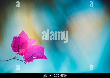 Tropische Fuschia Bougainvillea Blumen auf einem verschwommenen blauen und gelben Hintergrund Stockfoto
