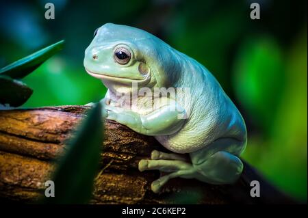 Nahaufnahme des australischen grünen Baumfrosches Ranoidea caerulea auf Holzzweig in grün verschwommenem Hintergrund Stockfoto