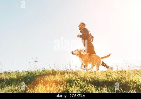 Der Mensch läuft mit seinem Beagle-Hund. Morgen Canicross Übung Stockfoto