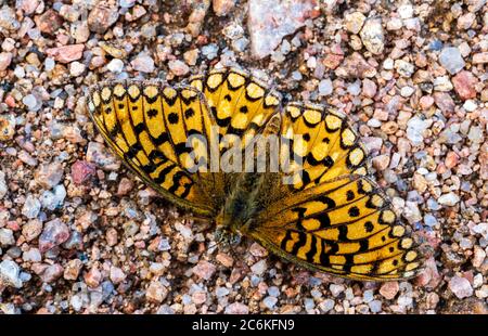 Nahaufnahme des farbenfrohen Perlmutt-Halbmondschmetterlings; Phyciodes tharos; Monarch Mountain; Colorado Rocky Mountains; Colorado; USA Stockfoto