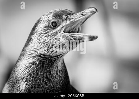 Monochrome Nahaufnahme eines südamerikanischen Humboldt-Pinguins (Spheniscus humboldti), der mit weit geöffnetem Schnabel quiegt und im Inneren Details des Mundes zeigt. Stockfoto