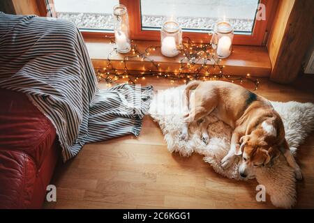 der beagle-Hund rutscht auf einem Schaffell auf dem Boden in gemütlicher Wohnatmosphäre mit Kerzen auf der Fensterbank. Friedliche Momente des gemütlichen Hauses Konzept Bild. Stockfoto