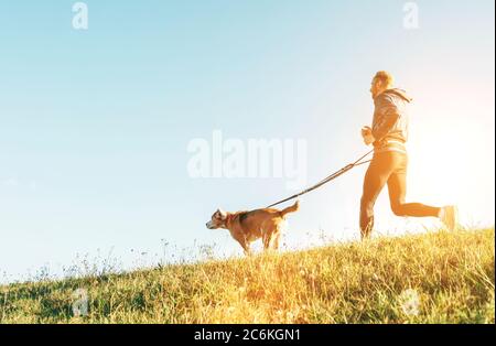 Canicross Übungen. Mann joggt mit seinem Beagle Hund am sonnigen Morgen Stockfoto