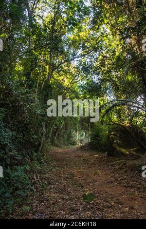 Unbefestigte Straße im brasilianischen Wald in Ilhabela, Bundesstaat São Paulo, Brasilien Stockfoto