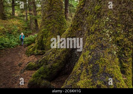 Eine Frau wandert auf dem Indian Beach Trail im Ecola State Park, vorbei an einigen alten Baumbestand, Oregon, USA Stockfoto