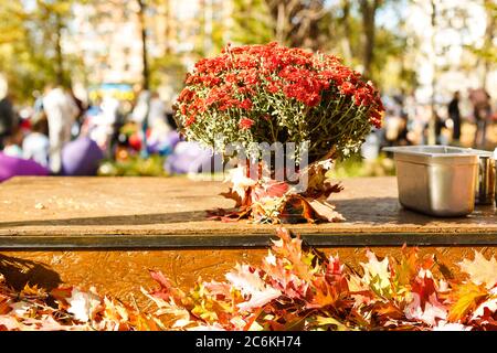 Herbststrauß aus gelben und orangen Blüten, roten Beeren und Ahornblättern, die auf dem Gras liegen Stockfoto