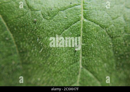 Nahaufnahme eines gemeinsamen Kürbispflanzenblattes, das im Garten wächst. Stockfoto