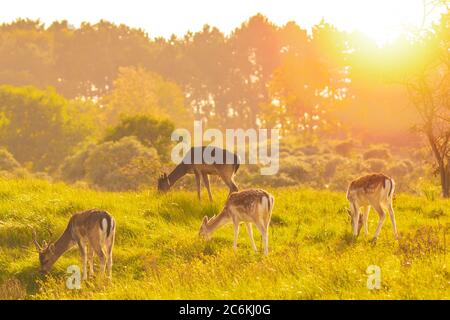 Damwild-Weibchen Hirsch oder Hintern, Dama Dama auf einer Wiese in einem Wald an einem sonnigen Tag. Stockfoto