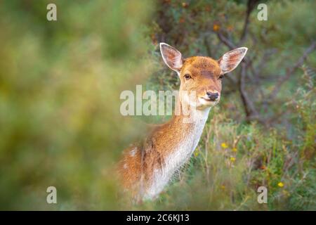 Damwild-Weibchen Hirsch oder Hintern, Dama Dama auf einer Wiese in einem Wald an einem sonnigen Tag. Stockfoto