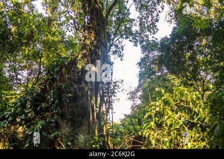Alter Baum im Regenwald in Ilhabela, São Paulo, Brasilien Stockfoto