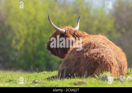 Nahaufnahme von braunem roten Highland-Rind, schottische Rinderrasse Bos taurus mit langen Hörnern, die im Grasland ruhen Stockfoto