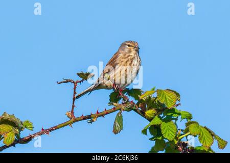 Nahaufnahme Porträt einer Linnett Vogel Weibchen, Carduelis cannabina, Display und die Suche nach einem Partner während der Frühjahrssaison. Blauer Himmel Stockfoto