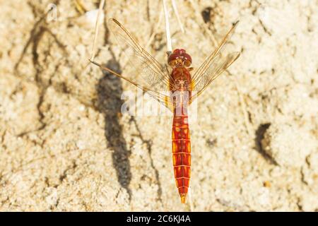 Scharlach Libelle Männchen, Crocothemis erythraea, leuchtend rot auf dem Boden ruhend. Selektiver Fokus Stockfoto