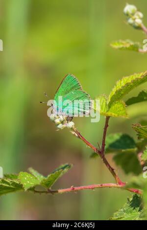 Am frühen Morgen grüne Haarsträhne Callophrys rubi Schmetterling ruht auf einem Bramble Busch unter hellem Sonnenlicht. Stockfoto