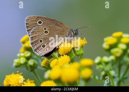 Nahaufnahme eines Ringel-Schmetterlings Aphantopus hyperantus, der auf einem Blatt in einem Wald thront. Stockfoto