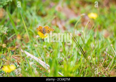 Königin von Spanien fritillary, issoria lathonia, Schmetterling ruht auf einer Wiese. Dünen Landschaft, tagsüber Sonnenlicht. Stockfoto