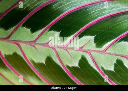 Rot-geädert Gebet Pflanze Blätter aus nächster Nähe. Makroansicht der Gebetspflanze mit roten Adern auf den Blättern. Stockfoto