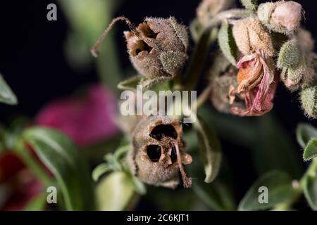Schädel Blume Form getrocknete Zwiebeln Schnapper Drachenpflanze aus nächster Nähe. Makroansicht von snapdragon-Seeds. Stockfoto