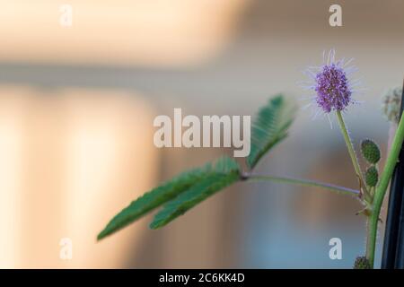 Schüchterne Pflanzenblüte mit Blättern. Breite Aufnahme von empfindlichen Pflanzen rosa Blume Blüte in der Tageszeit. Stockfoto