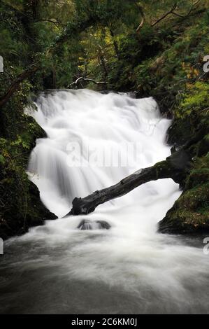 Afon Twymyn verlässt die Schlucht bei Dylife. Stockfoto