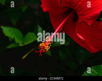 Hibiscus im Zentraltal, Califonia Stockfoto