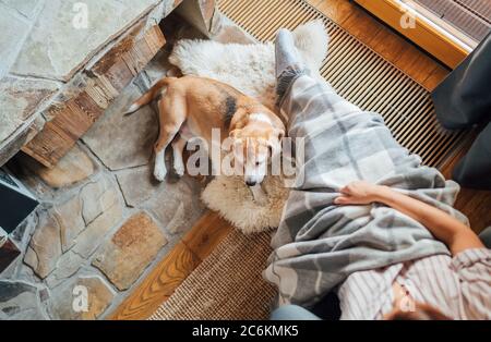 Beagle Hund liegt in der Nähe auf dem natürlichen Schaffell in der Nähe der jungen weiblichen Besitzer Füße sitzen in bequemen Stuhl im Landhaus Wohnzimmer und Dreamin Stockfoto