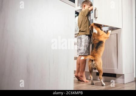 Kleine Schule Junge und Beagle Hund versuchen, etwas eatable in der Küche Kühlschrank zu finden. Hunger und hungern Konzept Bild. Stockfoto