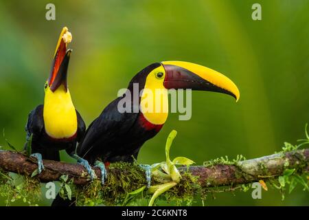 Gelbkehliger Toucan (Ramphastos ambiguus), Laguna del lagarto, Alajuena, Costa Rica Stockfoto