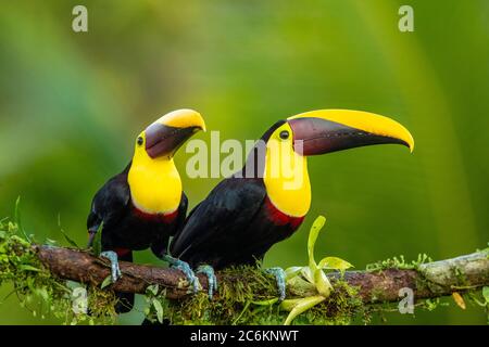 Gelbkehliger Toucan (Ramphastos ambiguus), Laguna del lagarto, Alajuena, Costa Rica Stockfoto