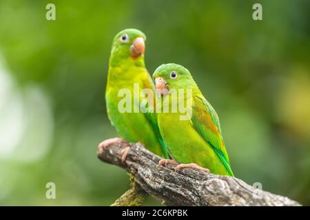 Orangekinnsittich (Brotogeris jugularis), Guapiles, Limón, Costa Rica Stockfoto