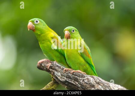 Orangekinnsittich (Brotogeris jugularis), Guapiles, Limón, Costa Rica Stockfoto