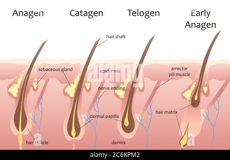 Menschlicher Kopf Haarwachstum Zyklus. Biologische Katagen, Telogenphasen. Haardaten Stock Vektor