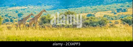 Authentische True South African Safari Erfahrung in buschfeld in einem Naturschutzgebiet Stockfoto