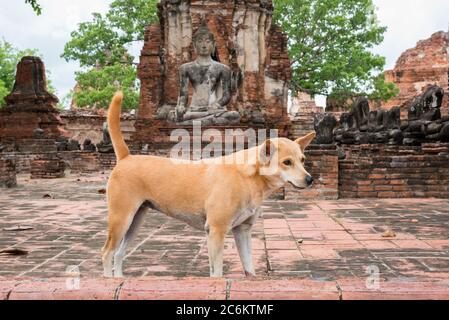 Hund auf Ruinen von Wat Phra Mahathat (Mahatat) in Ayutthaya, Thailand. Stockfoto