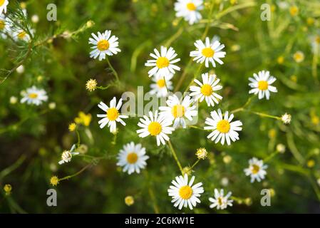 Sommer Wildblumen mit Sonnenlicht beleuchtet, selektive Fokus. Deutsche Kamille (Matricaria chamomilla). Stockfoto