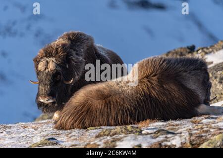 Die Muskox im Dovrefjell Nationalpark aus Norwegen. Die Muskox, auch Moschusox und Moschusox geschrieben, ist ein arktisches Huftier der Familie Bovidae Stockfoto