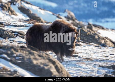 Die Muskox im Dovrefjell Nationalpark aus Norwegen. Die Muskox, auch Moschusox und Moschusox geschrieben, ist ein arktisches Huftier der Familie Bovidae Stockfoto