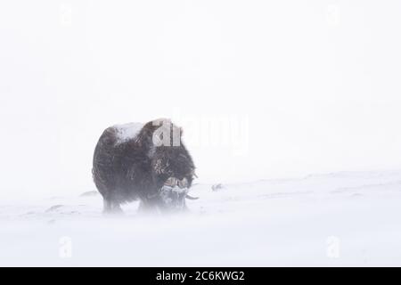 Die Muskox im Dovrefjell Nationalpark aus Norwegen. Die Muskox, auch Moschusox und Moschusox geschrieben, ist ein arktisches Huftier der Familie Bovidae Stockfoto