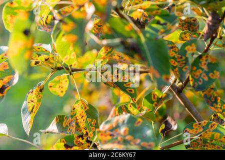 Betroffen von der Pilzerkrankung Gymnosporangium sabinae Birne Stockfoto