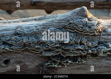 Nahaufnahme von Pilz, der auf einem Baum wächst Stockfoto