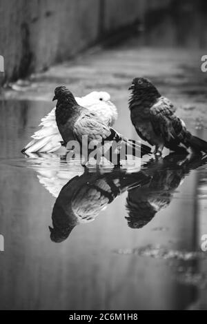 Weiße Taube & Taube grau Baden auf der Straße regen Wasser mit Reflexion auf klarem Wasser. Columbidae ist eine Vogelfamilie bestehend aus Tauben und dov Stockfoto