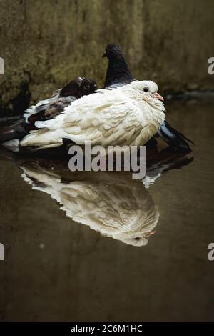 Weiße Taube & Taube grau Baden auf der Straße regen Wasser mit Reflexion auf klarem Wasser. Columbidae ist eine Vogelfamilie bestehend aus Tauben und dov Stockfoto