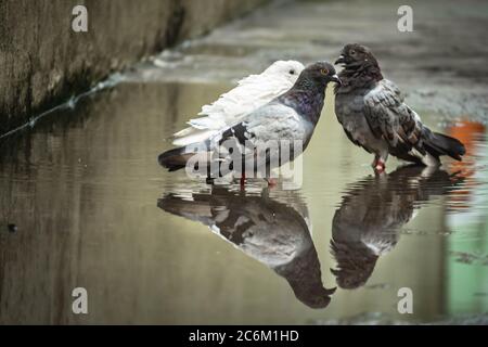 Weiße Taube & Taube grau Baden auf der Straße regen Wasser mit Reflexion auf klarem Wasser. Columbidae ist eine Vogelfamilie bestehend aus Tauben und dov Stockfoto